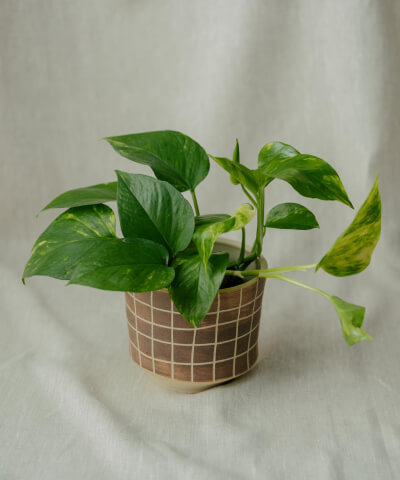 Pokojové rostliny do tmavšího koutu