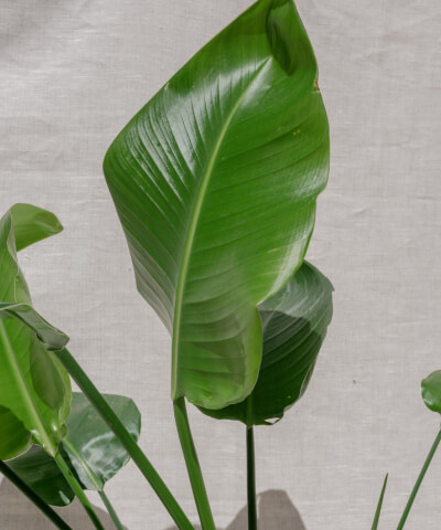 Pokojové rostliny na přímé slunce