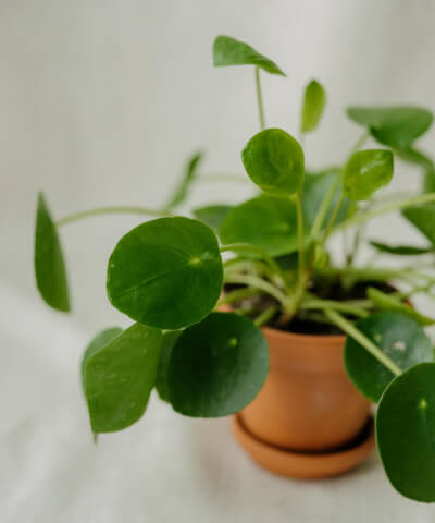 Pokojové rostliny na světlé místo