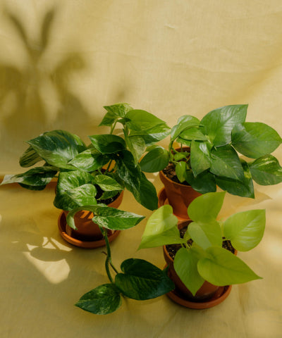 Pokojové rostliny pro začátečníky