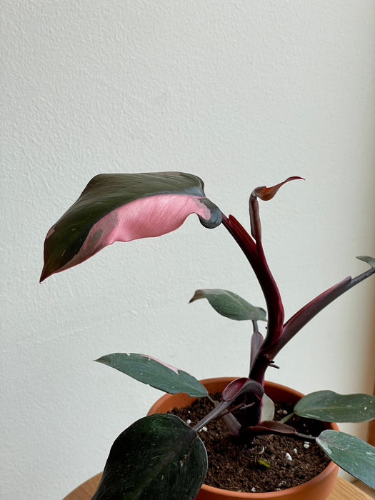 Filodendron Pink Princess