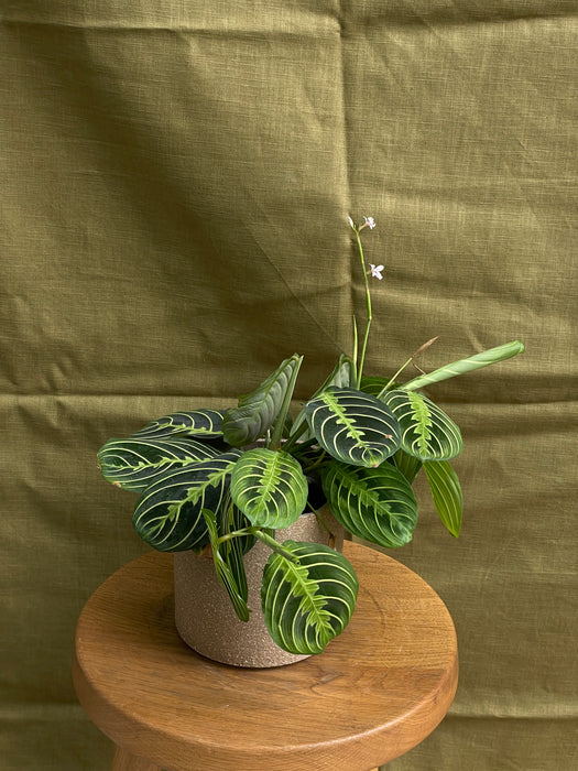 Maranta lemon lime