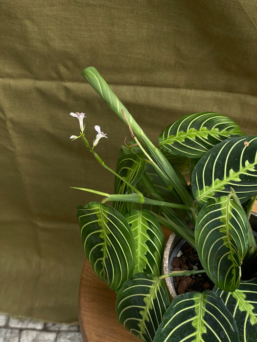 Maranta lemon lime