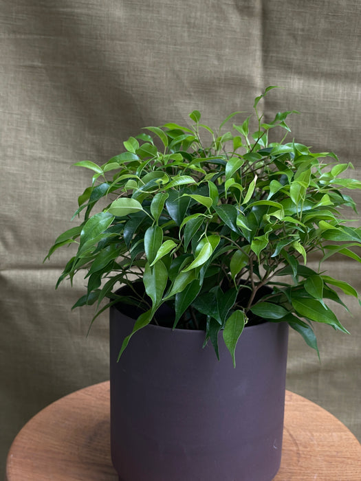 Fíkus benjamina Green Kinky