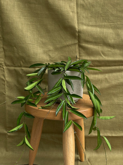 Hoya wayetii
