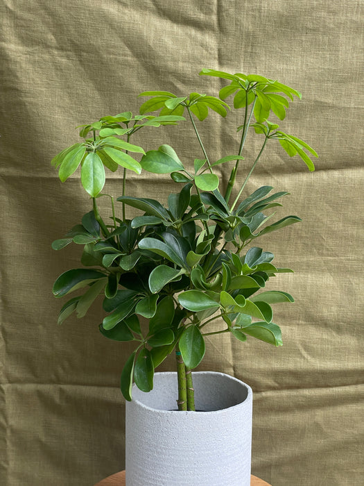 Šeflera arboricola nora kmínek
