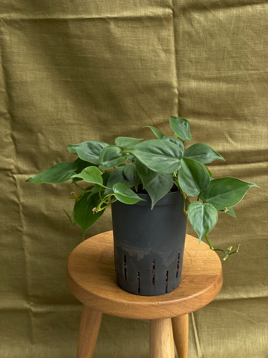 Filodendron scandens v hydroponii