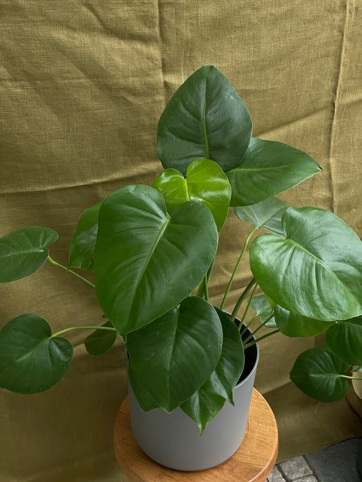 Monstera Deliciosa v hydroponii