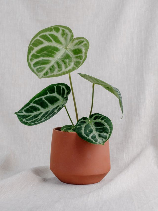 Anthurium Crystallinum