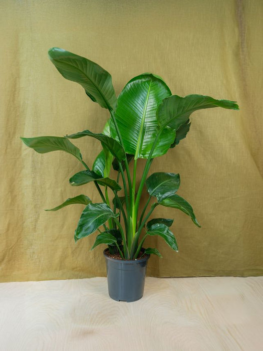 Strelitzia nicolai větší