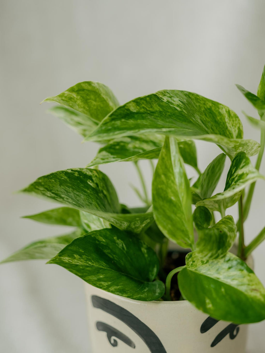 Pokojovky — Strana 2