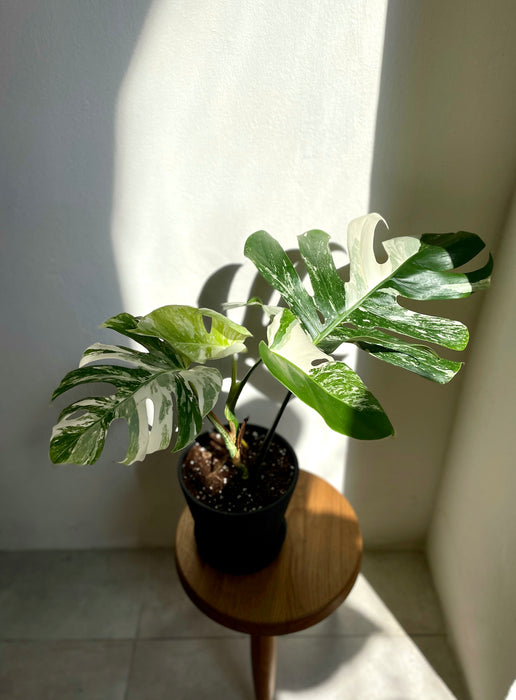 Monstera deliciosa Variegata