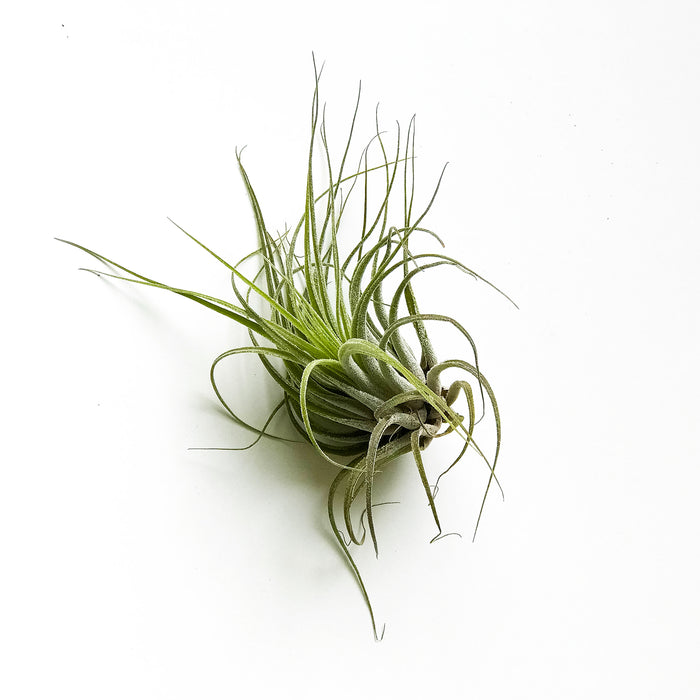 Tilandsie Ionantha Silver