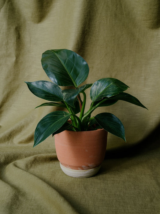 Terakotový květináč s podmiskou Ø 14 cm