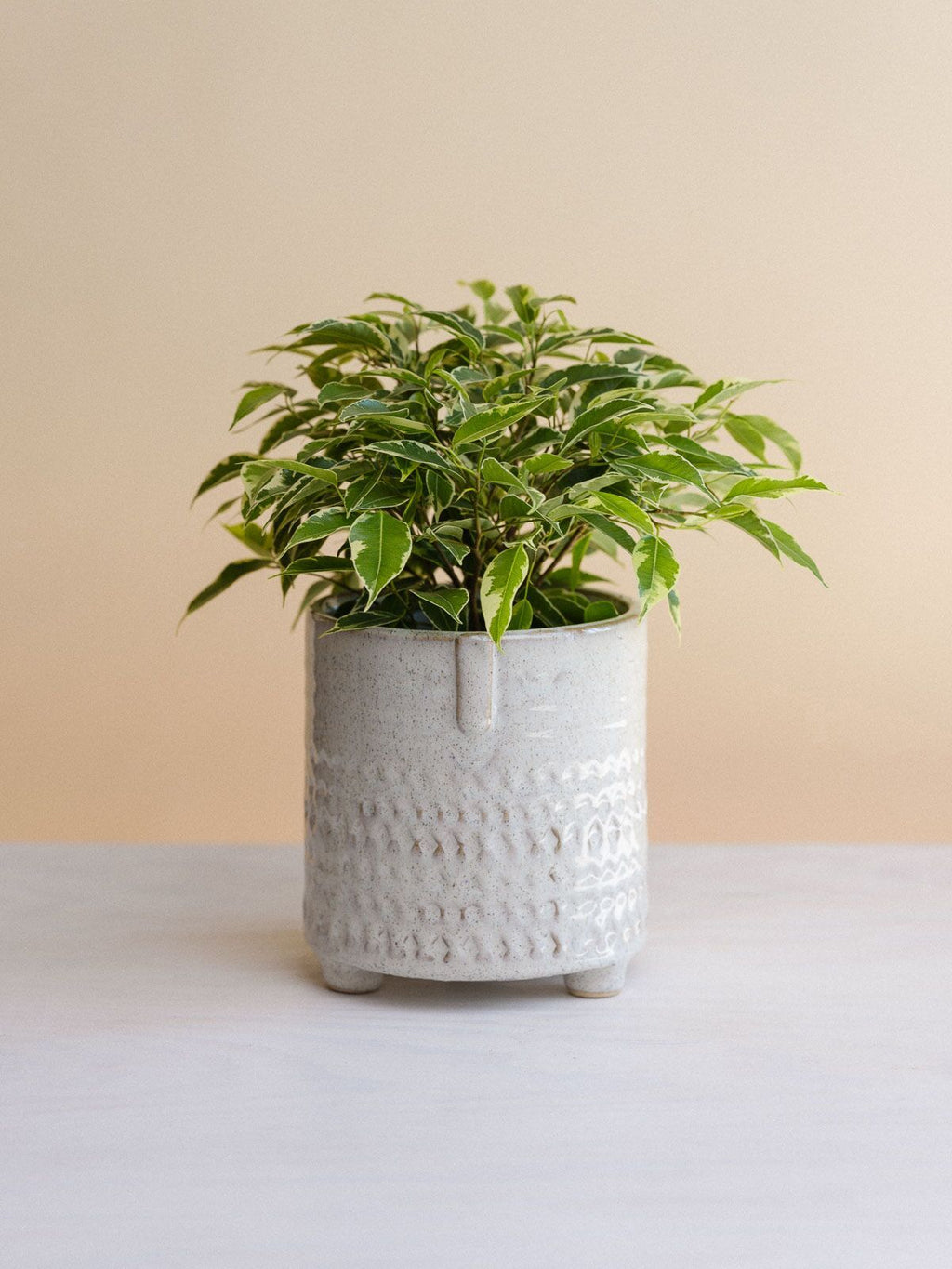 Pokojovky — Strana 4