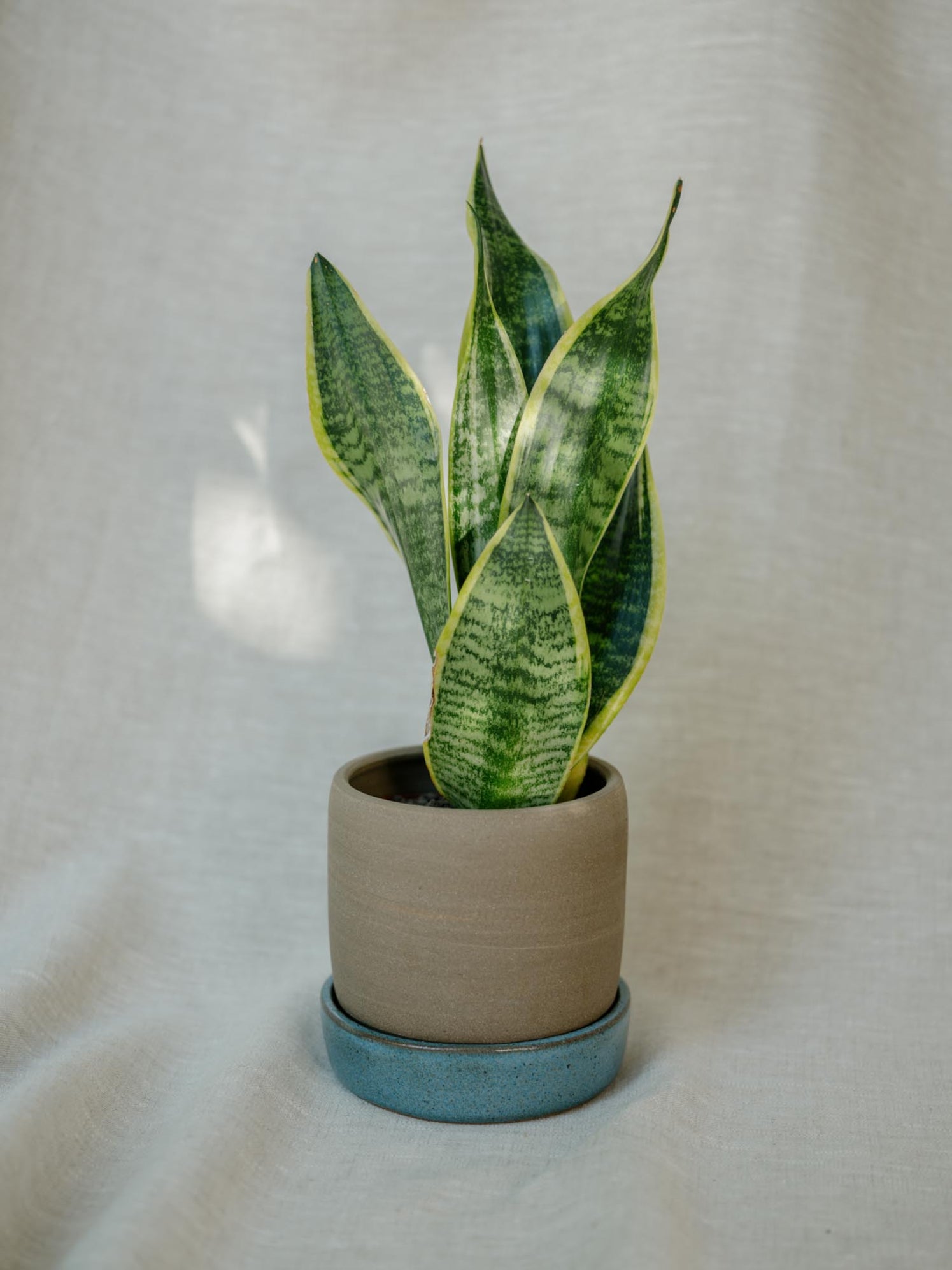 Pokojovky — Strana 2