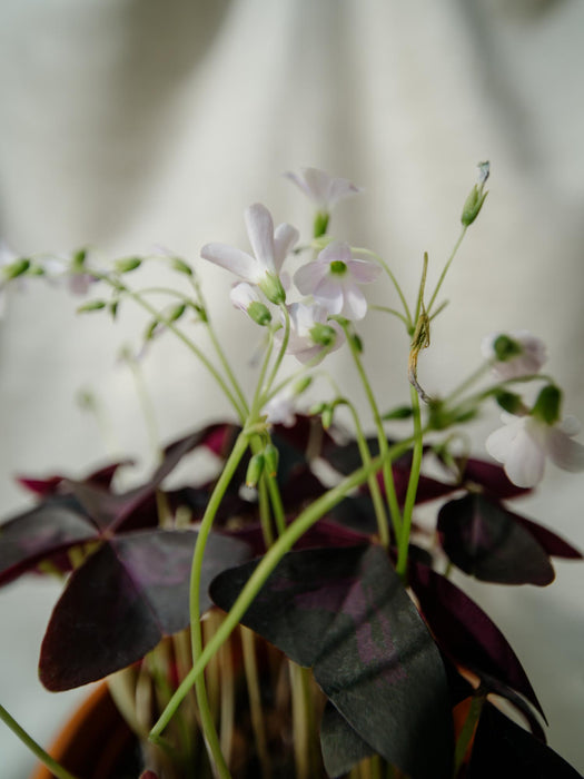 Oxalis triangularis