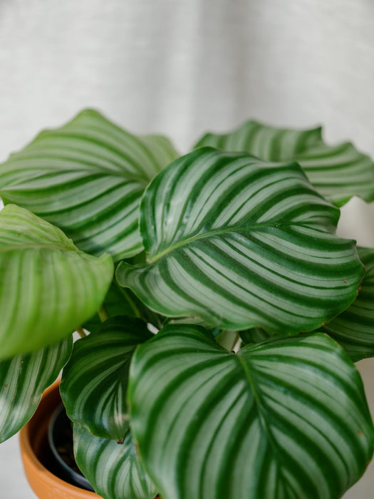 Calathea Orbifolia