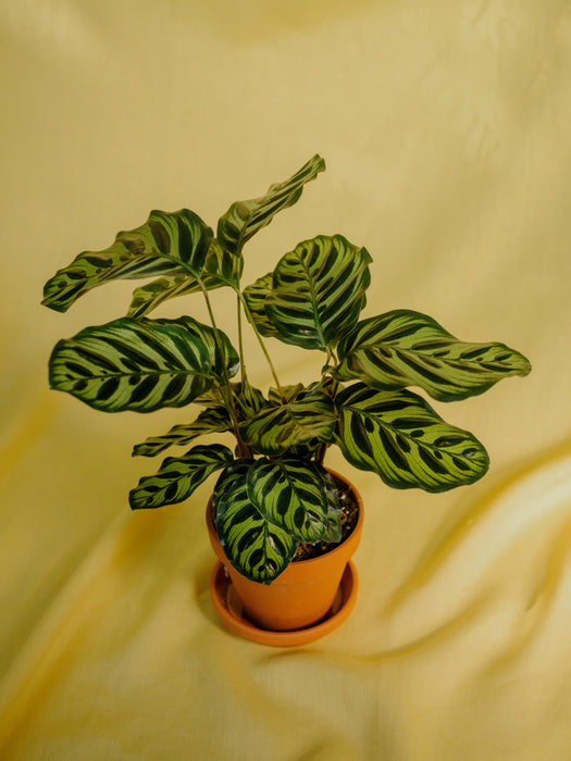 Calathea makoyana