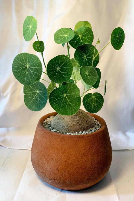 Stephania erecta - kaudex