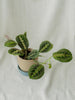 Maranta fascinator