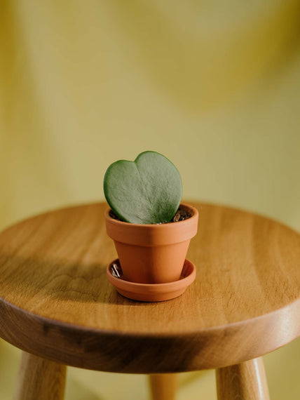 Hoya Kerrii