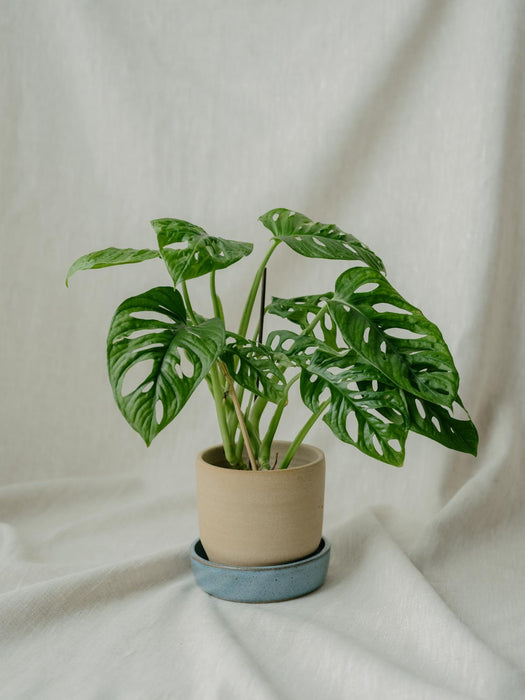 Monstera Adansonii