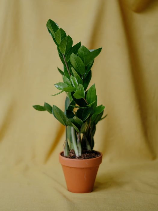 Zamiokulkas (ZZ Plant) malý